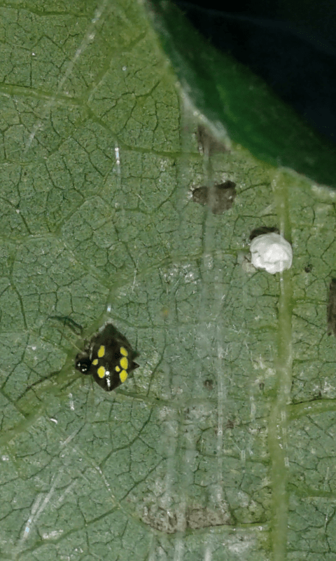 Theridula gonygaster (Theridiidae)? S� - prov. PD